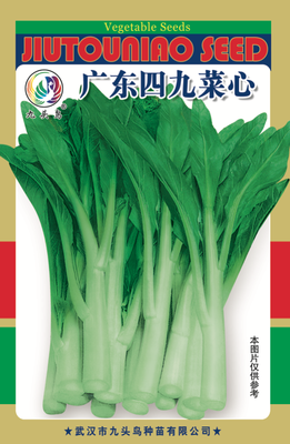 广东四九菜心