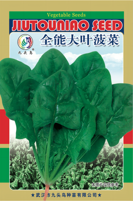 全能大叶菠菜