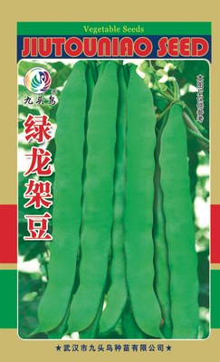 绿龙架豆
