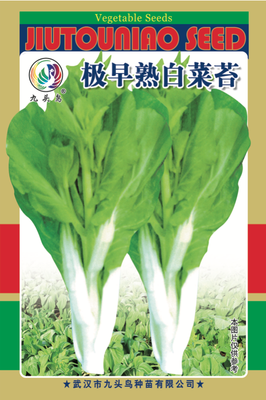 极早熟白菜苔
