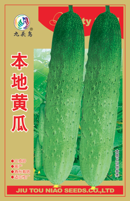 本地黄瓜